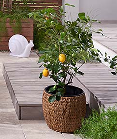 Balkonmöbel und Gartenmöbel günstig online bestellen | Tchibo