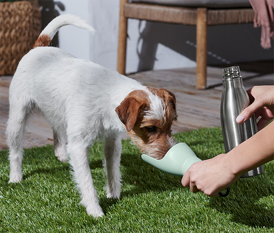 Hunde-Trinkflasche mit integrierter Trinkschale online bestellen bei Tchibo  625850